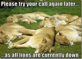 lions down